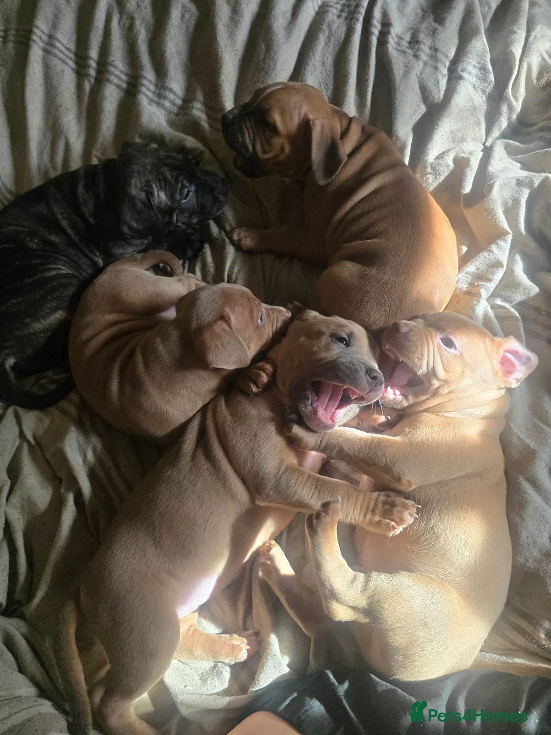 Mixed Breed dogs for sale: Pocket bully cross presa canario in Blackburn - Advert 1