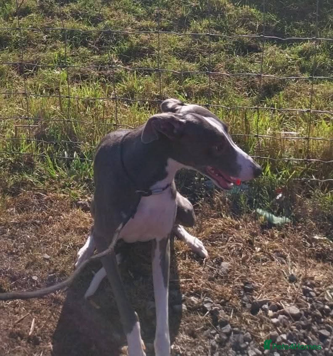 Whippet dogs for stud: Blue & white whippet for stud. - Image 2
