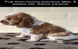 Cocker Spaniel dogs for stud: Show Cocker At Stud Highly Health Tested in Sandbach - Image 35