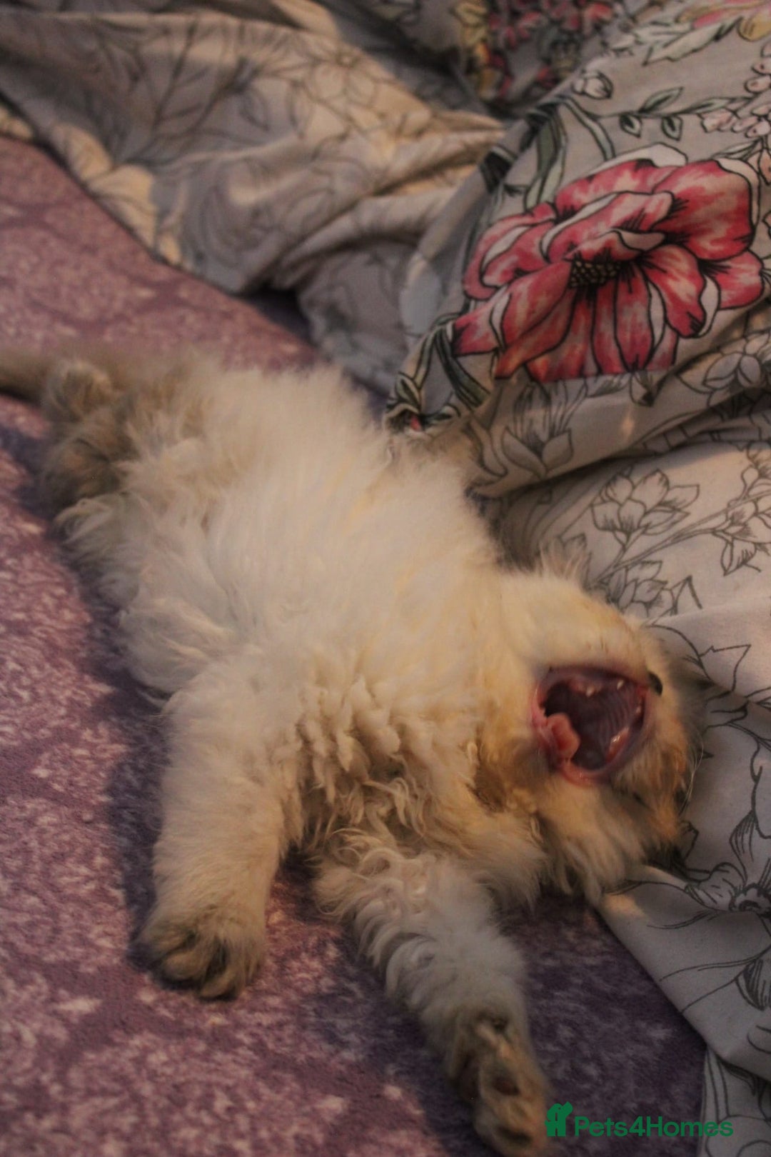 Persian cats for sale: Beautiful Female Kittens Ready for Loving Homes - Advert 30