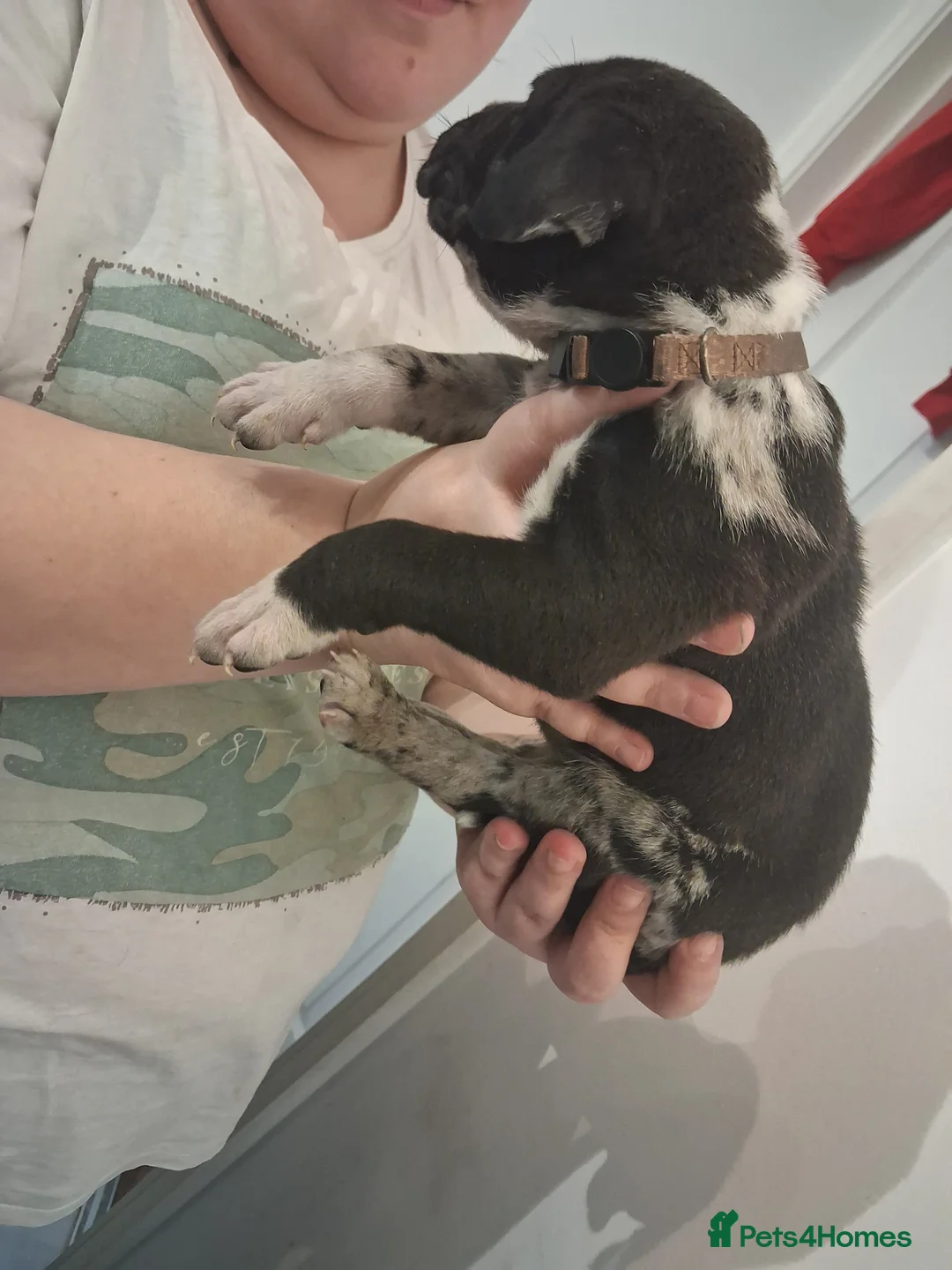 Mixed Breed dogs for sale: Alapaha Blue Blood Bulldog X Cane Corso Puppies  - Advert 12