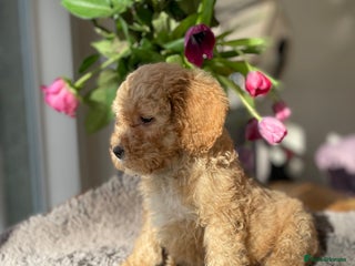 Mixed Breed dogs 🌟🌟Stunning Australian Cavapoo Puppies 🩷💙 m - Advert 12