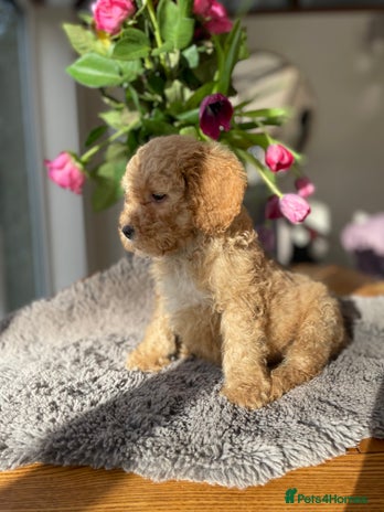 Mixed Breed dogs 🌟🌟Stunning Australian Cavapoo Puppies 🩷💙 m - Advert 7