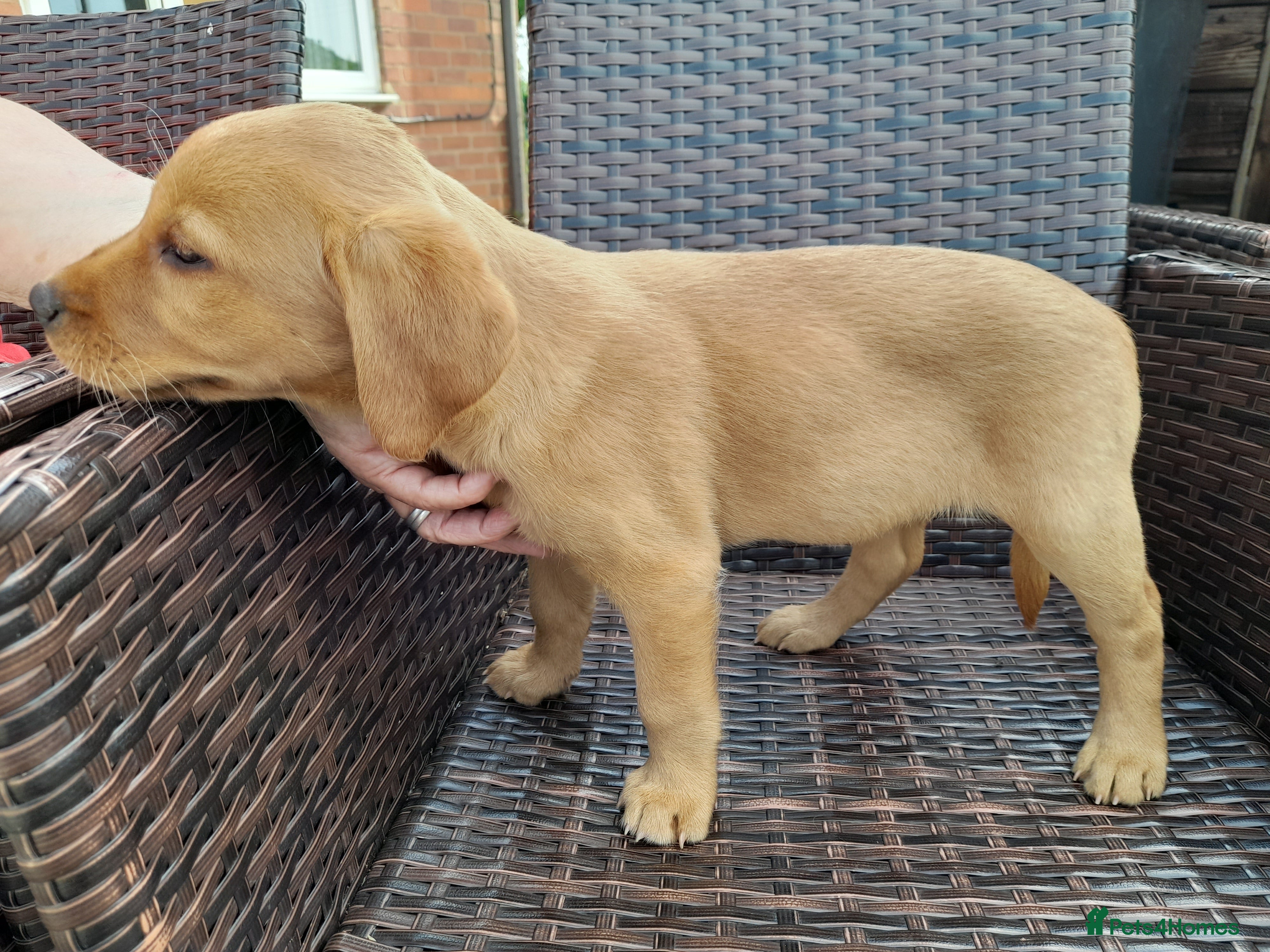 Labrador Retriever dogs for sale: Fox Red Labrador Puppies ready 05.06.26 - Advert 9