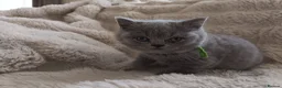 British Shorthair cats for sale: Gccf registered blue BSH kittens - Advert 8