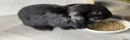 Mini Lop rabbits for sale: Mini lop bunnies ready now ❤️🐰 - Advert 11