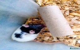 Rat rodents for sale: Darwf rats 8 females 3 males  - Image 3