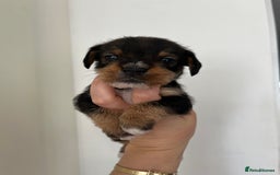 Mixed Breed dogs for sale: Wirehaired Jack Russell X wirehaired dachshund  - Image 6