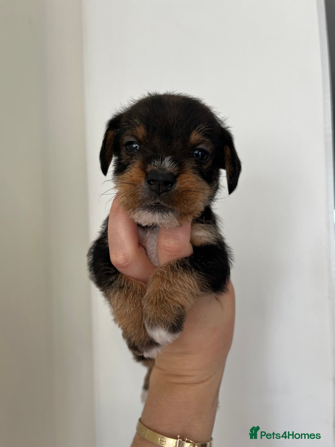 Mixed Breed dogs for sale: Wirehaired Jack Russell X wirehaired dachshund  - Image 6