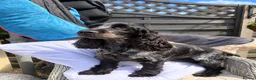 Cocker Spaniel dogs for sale: KC  Show cocker spaniel pups - Advert 1