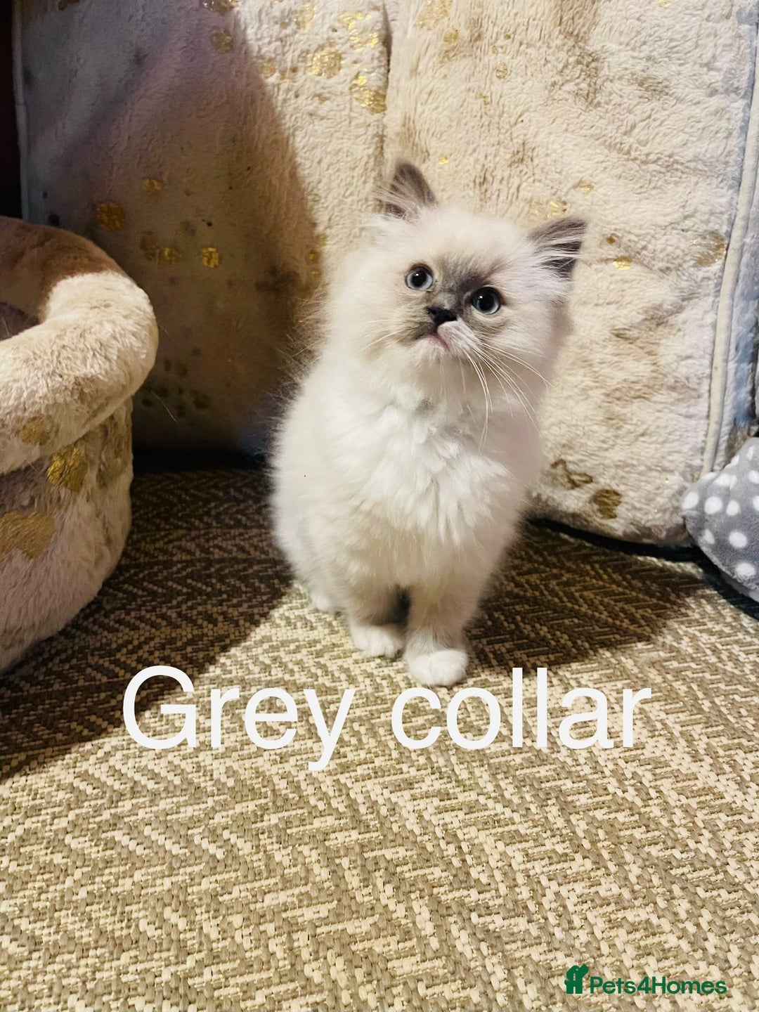 Ragdoll cats for sale: Ragdoll kittens ready 28th Jan  - Advert 13