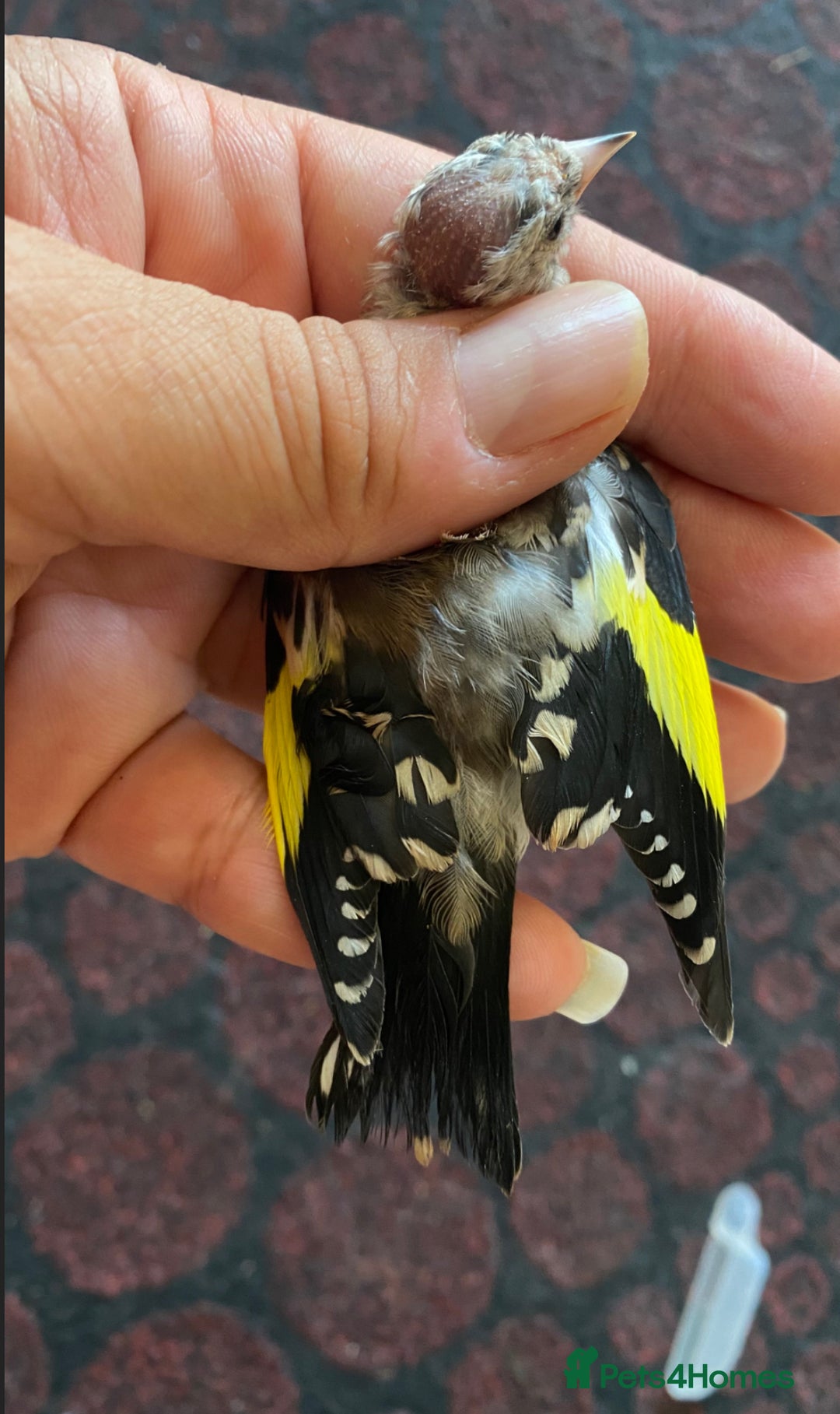 Canaries birds for sale: 2025 young BBC RING Parva goldfinch male  - Image 3