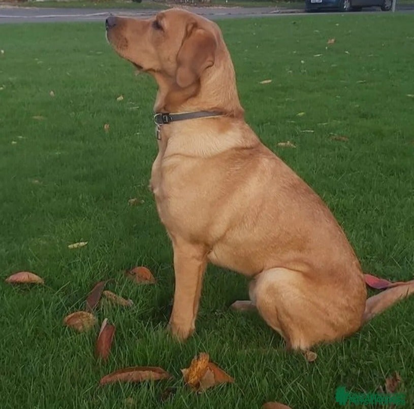 Logan (KC name GREAVE CLOUGH)