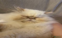 Persian cats for sale: Persian Cream Point Male  - Image 8