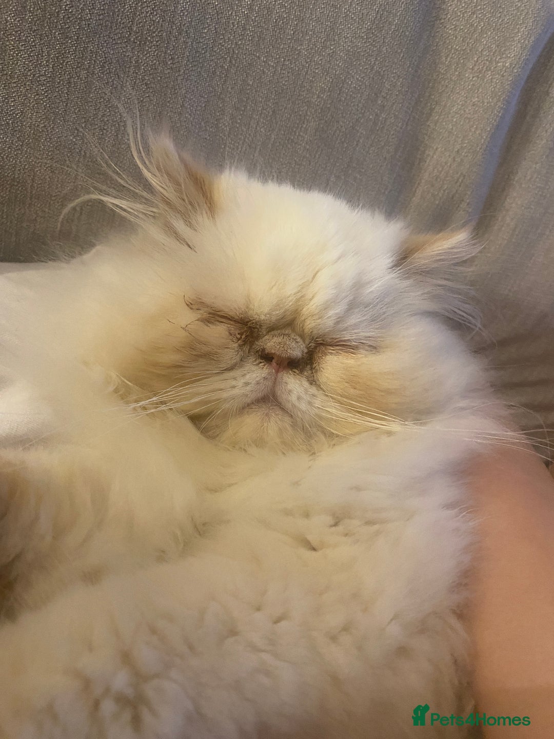 Persian cats for sale: Persian Cream Point Male  - Image 8