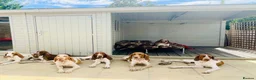 Bracco Italiano dogs for sale: ⭐️⭐️TOP BREEDER 2021,22,23,24,25⭐️⭐️ - Advert 5