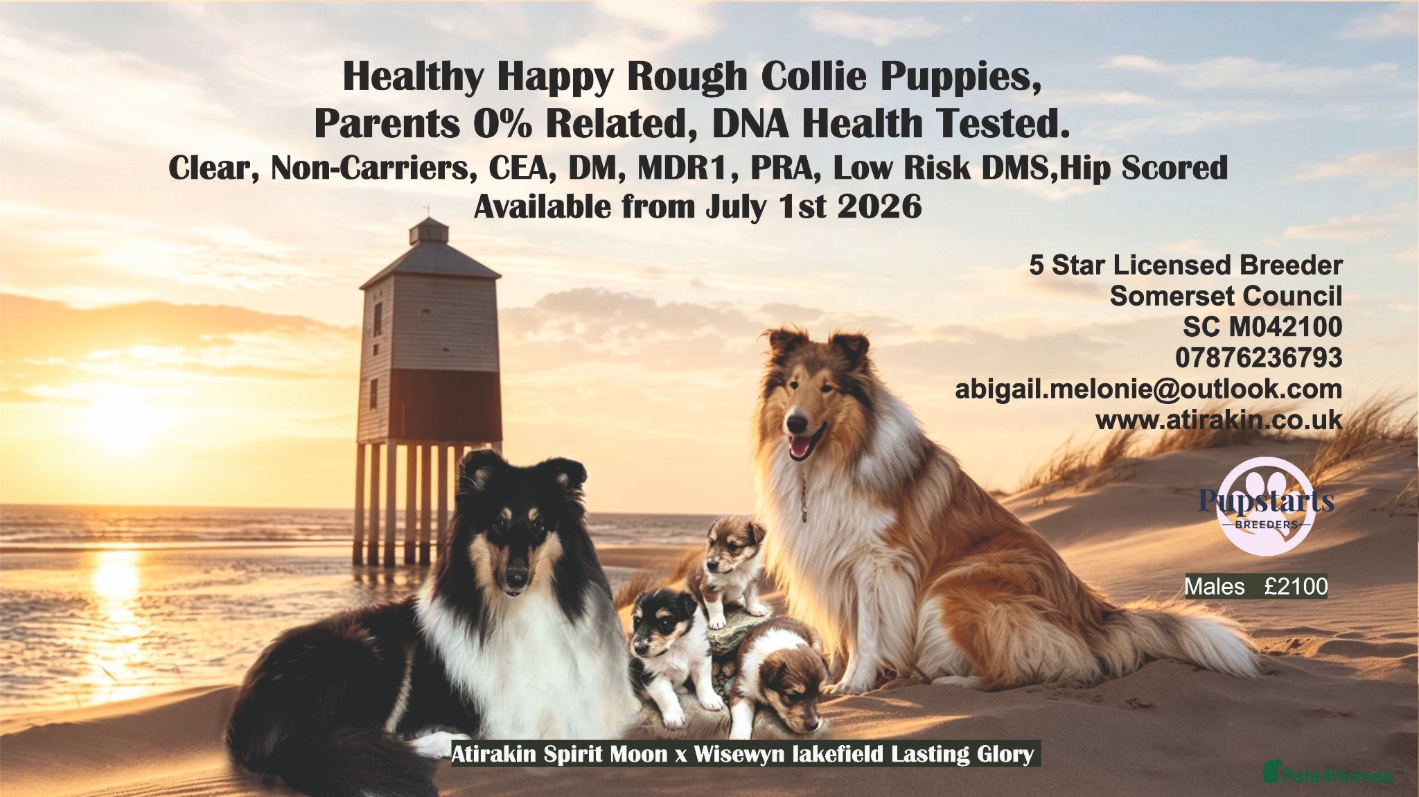 Rough Collie dogs HAPPY HEALTHY FREE DM-CEA-MDR1-PRA. NO INBREEDING. - Advert 17