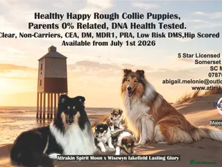 Rough Collie dogs HAPPY HEALTHY FREE DM-CEA-MDR1-PRA. NO INBREEDING. - Advert 17