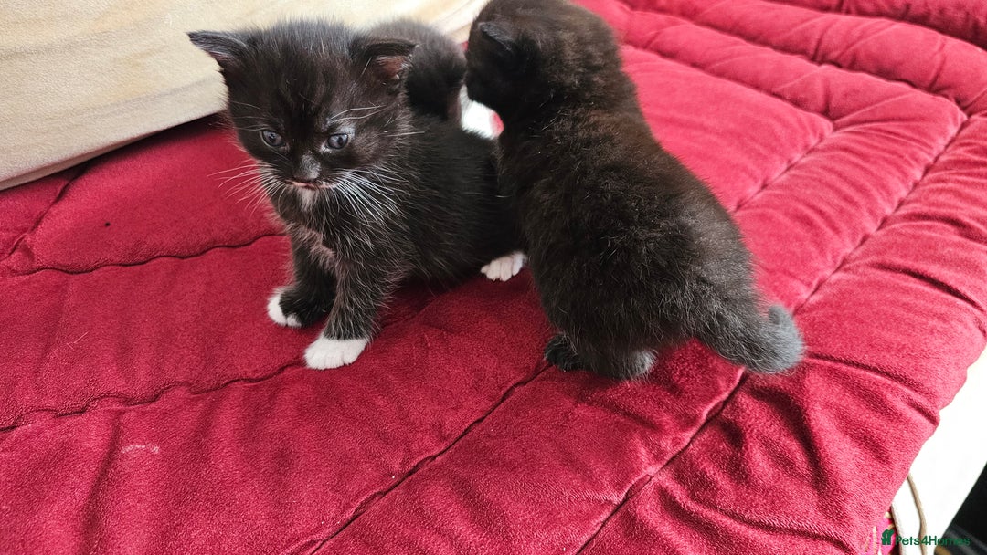 Bombay cats for sale: 3 lovely kitten 😸  - Image 7