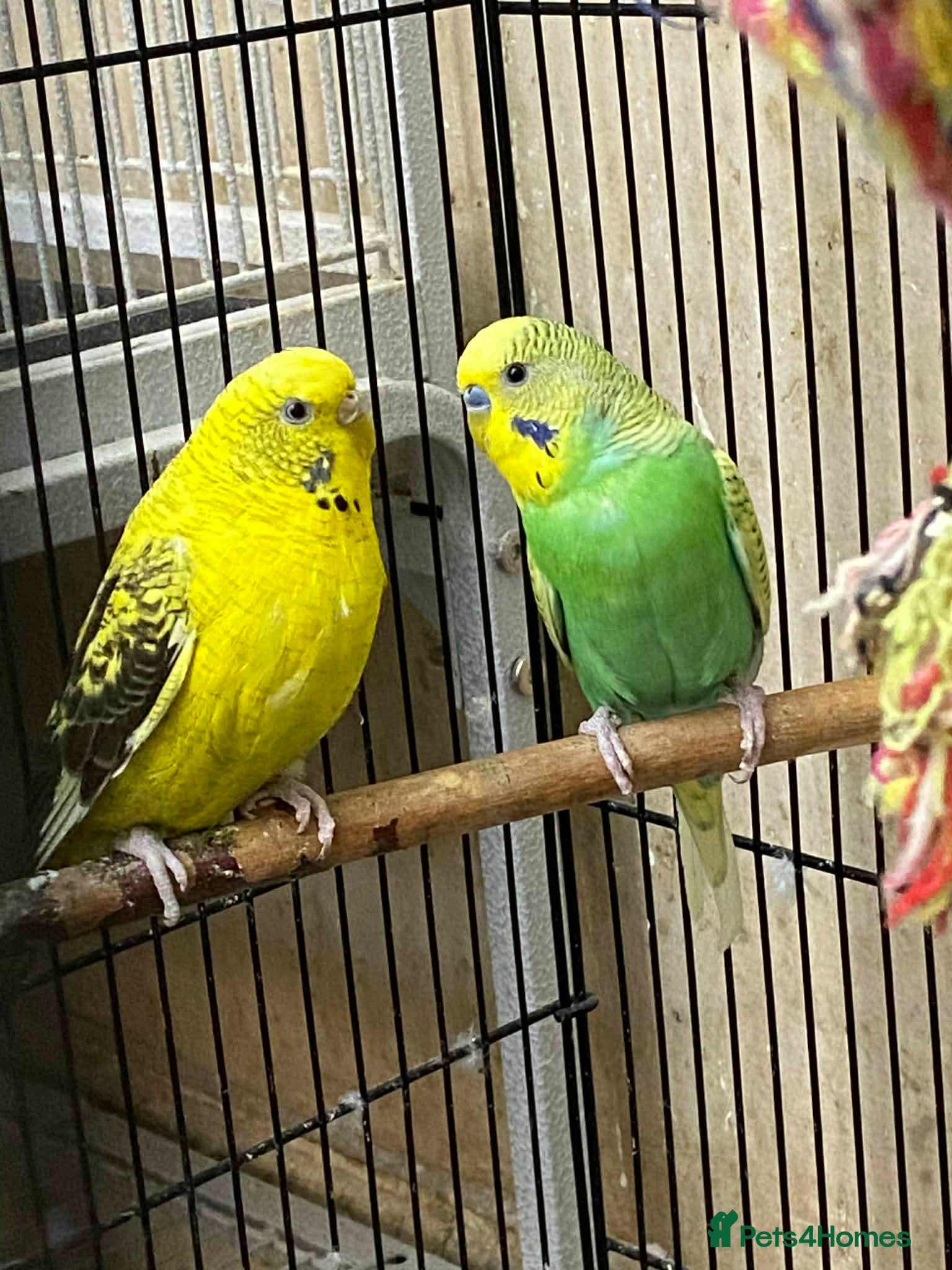 Budgerigars birds Bonded Pair of Budgies - Advert 8