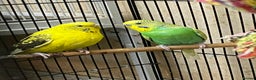Budgerigars birds for sale: Bonded Pair of Budgies - Advert 1