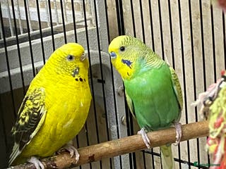 Budgerigars birds Bonded Pair of Budgies - Advert 8
