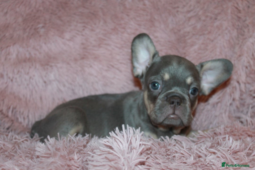 French Bulldog dogs for sale: ULTRA RARE - RAINBOW LITTER NON FLUFFY FRENCHIES - Advert 19