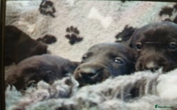 Labrador Retriever dogs for sale: **HEALTH TESTED LABRADOR PUPPIES** - Image 8