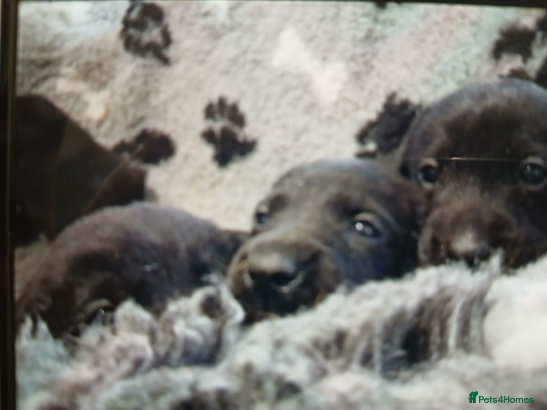 Labrador Retriever dogs for sale: **HEALTH TESTED LABRADOR PUPPIES** - Image 8