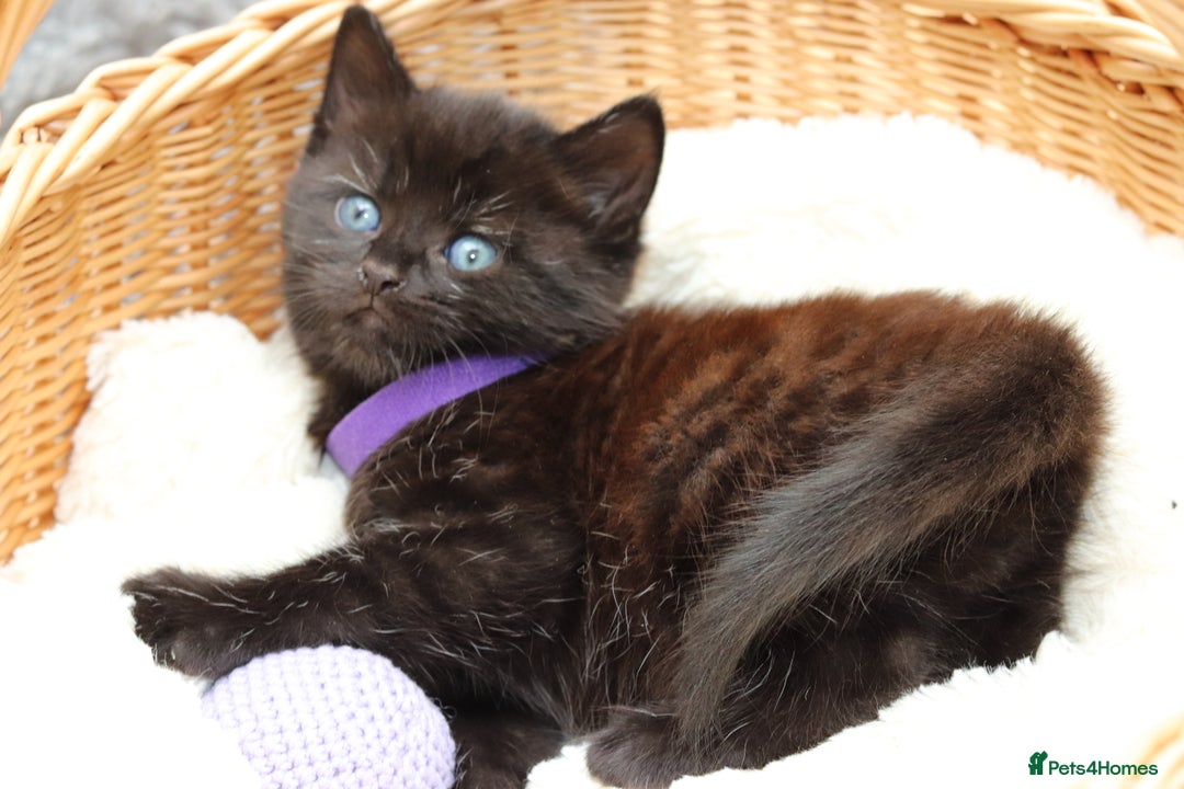 Mixed Breed cats for sale: Adorable Kittens Ready SOON - Image 20