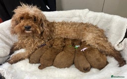 Cavapoo dogs for sale: Top Quality extensively tested F1b Toy cavapoo’s  - Image 20