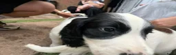 English Springer Spaniel dogs for sale: Engilish springer spaniel puppies  - Advert 39