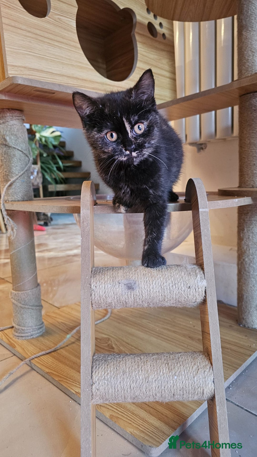 British Shorthair cats for sale: Gorgeous British Shorthair Kittens Ready Now! - Advert 2