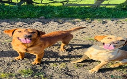 Labrador Retriever dogs for sale: Gorgeous KC Labrador puppies  - Image 16