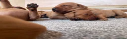 Labrador Retriever dogs for sale: Dark Fox Red Labrador 1 MALE LEFT🏡 KC Registered - Advert 16