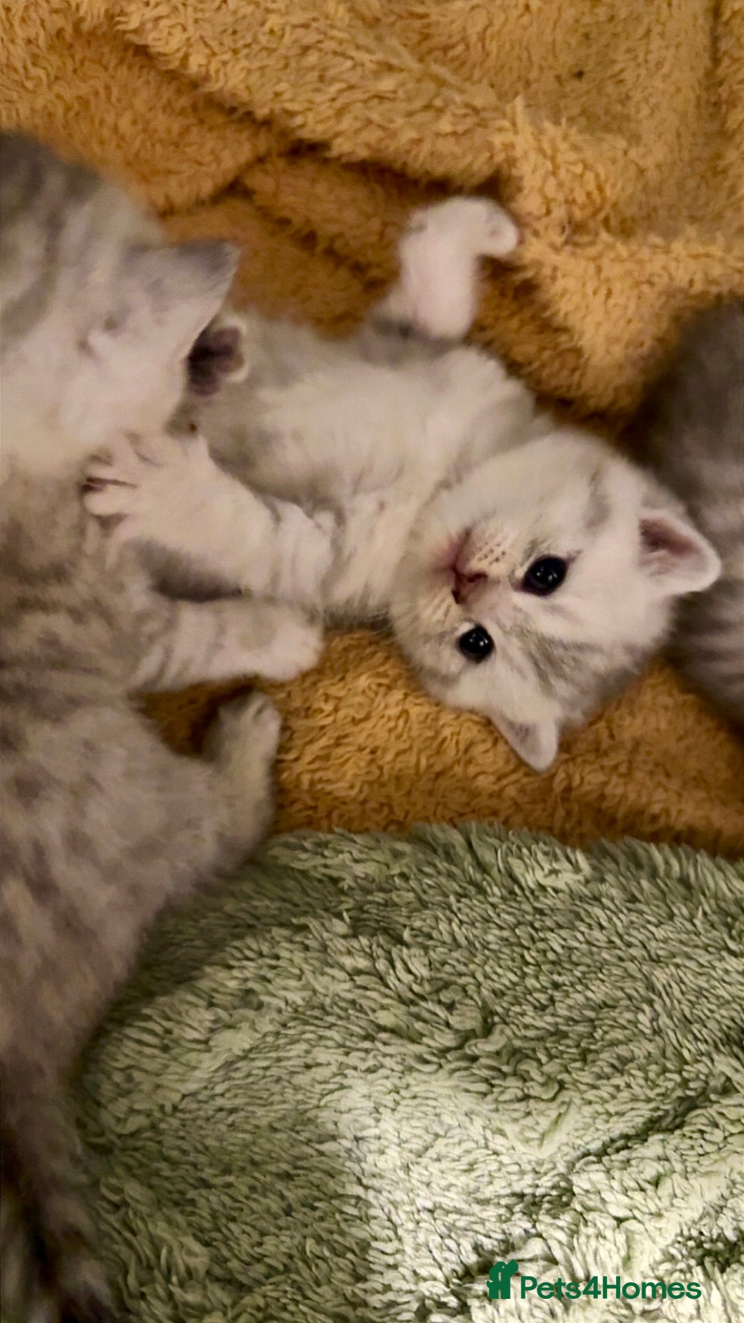 British Shorthair cats for sale: 🐾Adorable British Shorthair Kittens🐾 - Image 7