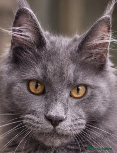 Maine Coon cats Maine coon  - Advert 3