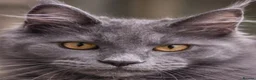Maine Coon cats for sale: Maine coon  - Advert 2