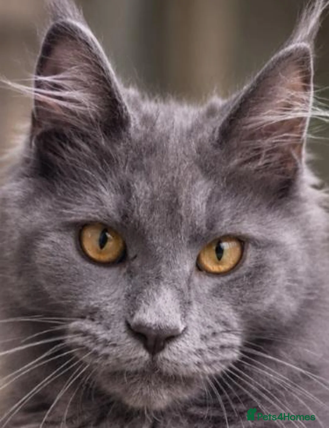Maine Coon cats for sale: Maine coon  - Advert 2