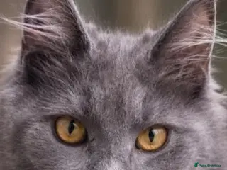 Maine Coon cats Maine coon - Advert 10