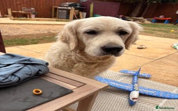 Golden Retriever dogs for sale: Beautiful girl looking for her forever home - Image 5