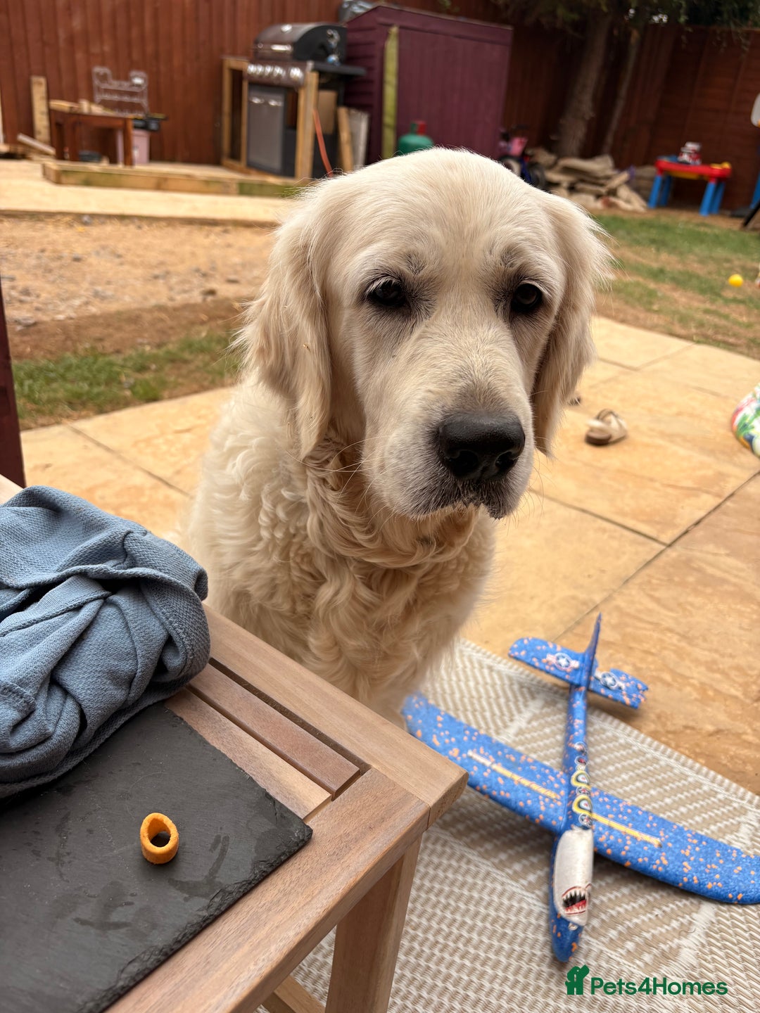 Golden Retriever dogs for sale: Beautiful girl looking for her forever home - Image 5