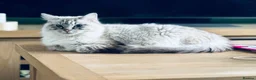 Ragdoll cats for sale: Rehoming our beloved Bonnie girl  - Advert 8