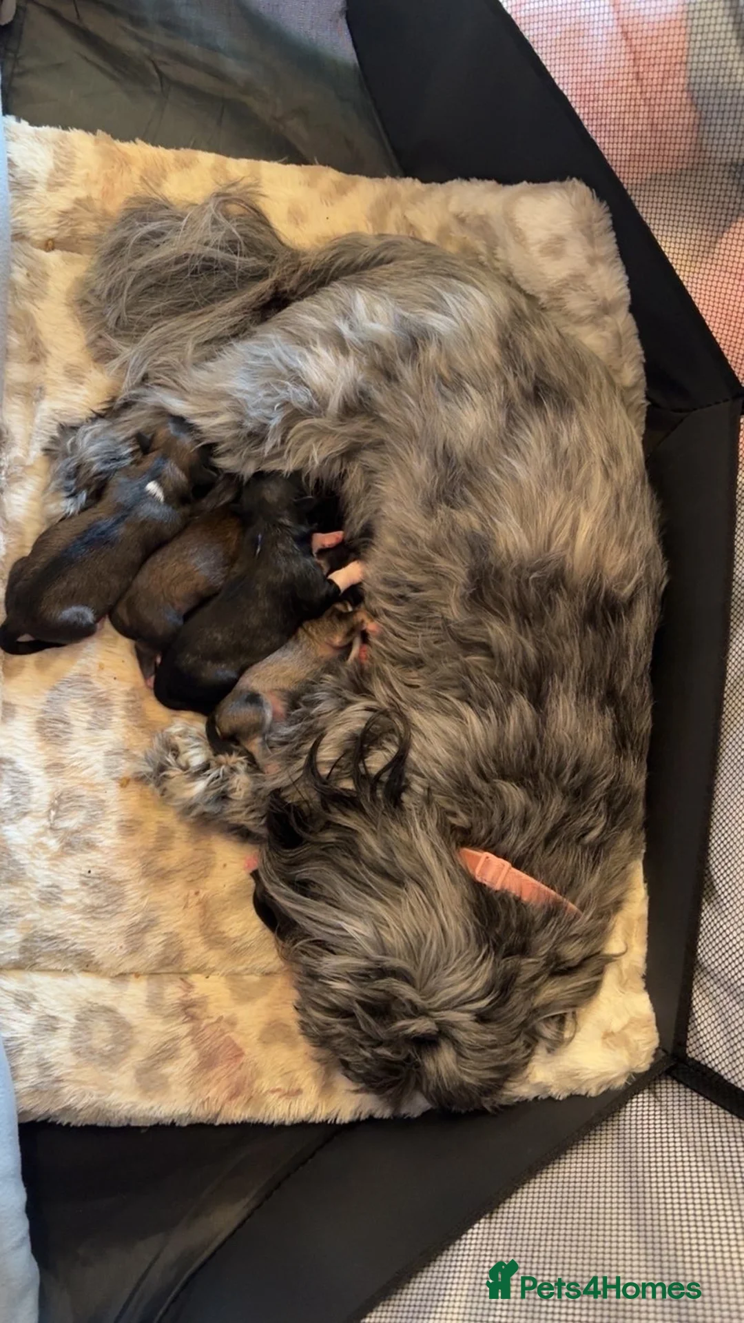 Lhasa Apso dogs for sale: Lhasa Apso puppies  - Advert 2