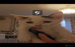 Mixed Breed cats for sale: Kittens  - Image 13