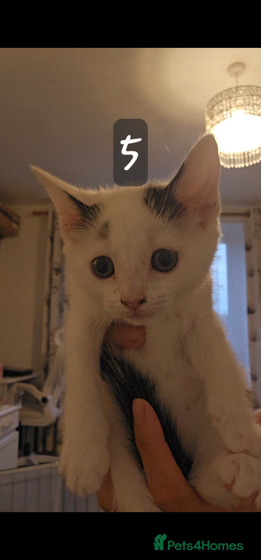 Mixed Breed cats for sale: Kittens  - Image 13