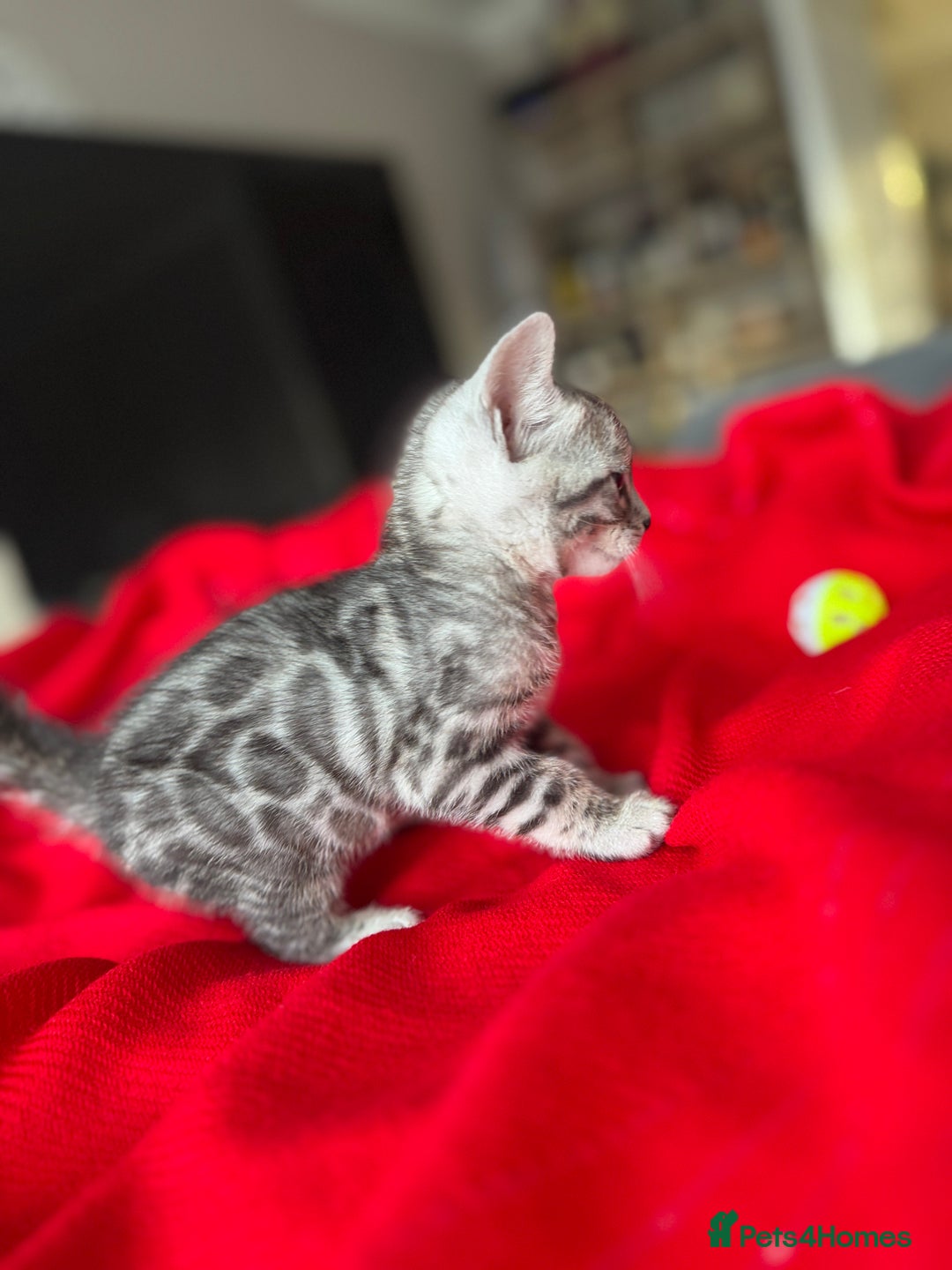 Bengal cats for sale: Purebred Bengal Kittens – Ready for Loving Homes - Advert 23