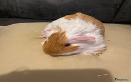 Guinea Pig rodents for sale: Female piggies  - Image 1