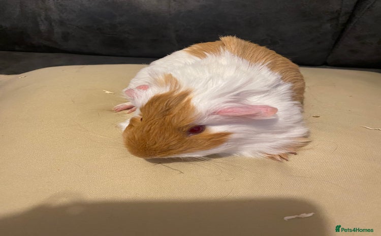 Guinea Pig rodents - Advert 8