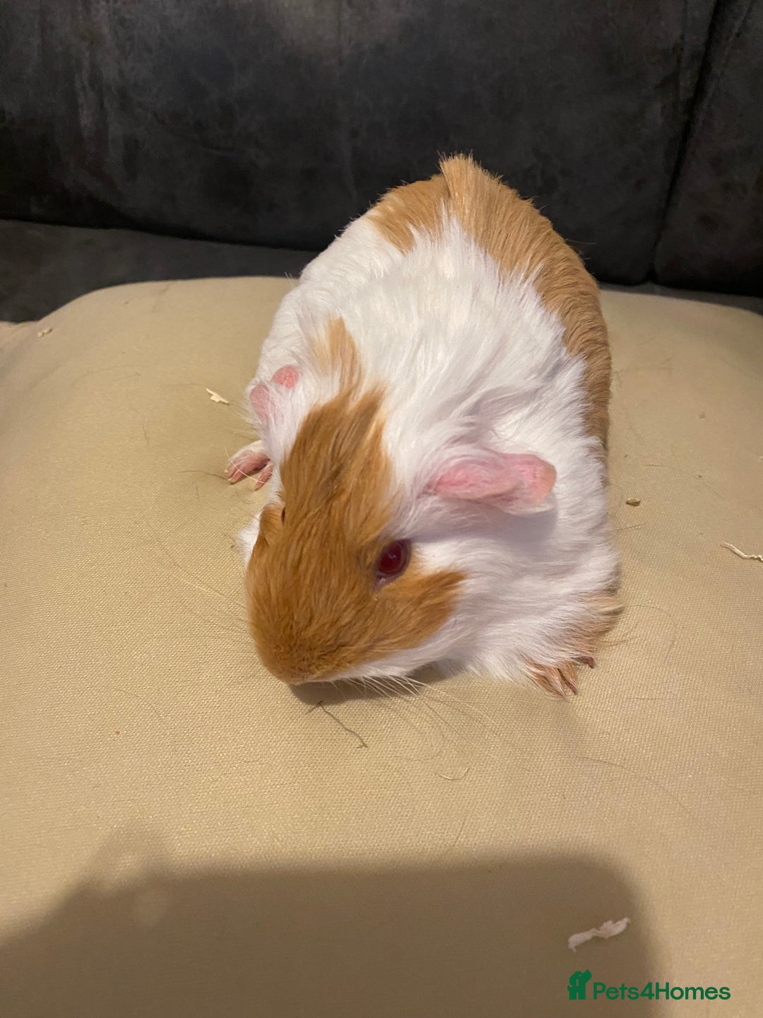 Guinea Pig rodents for sale: Female piggies  - Image 1